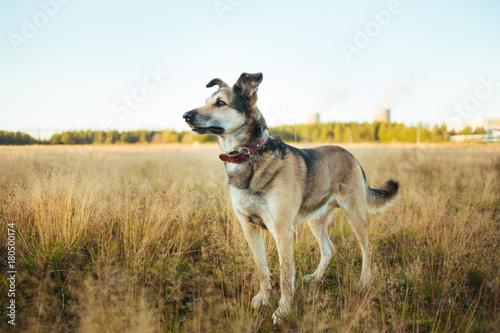 Dog standing in grass