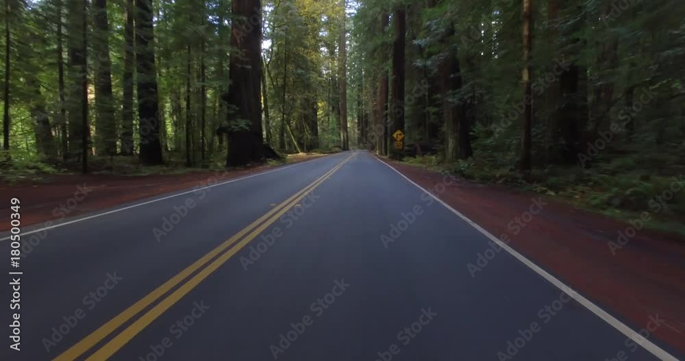 Driving between California redwoods Driving between California redwoods