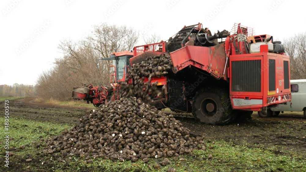 Combine harvesting sugar beets on the field farm Combine harvesting sugar beets on the field farm