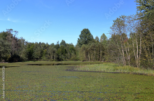 Lilly pads on the surface and trees on the shore of a lake photo