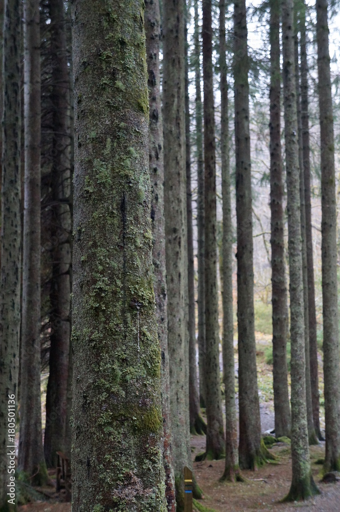 Fototapeta premium Forêt verticale
