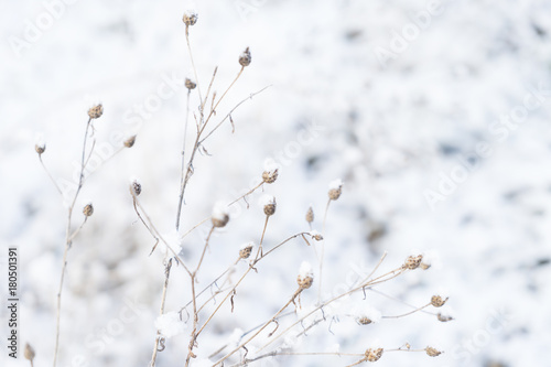 Winter white time - frosted white landscape with fresh fallen snow