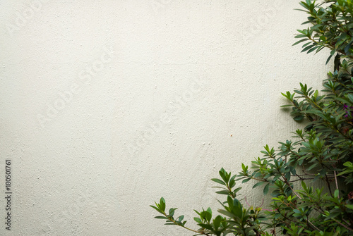Detail of tropical green leaves with wall background, old stucco in Guatemala.