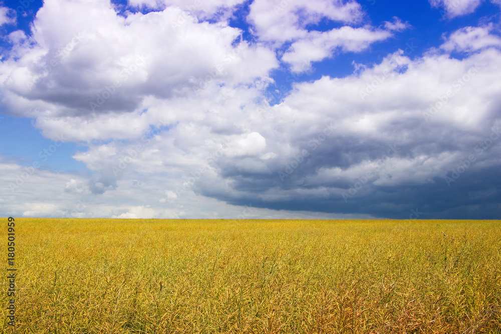 The thunderstorm is coming, clouds over a rape field in summertime. Ripe oilseed rape before harvest. 