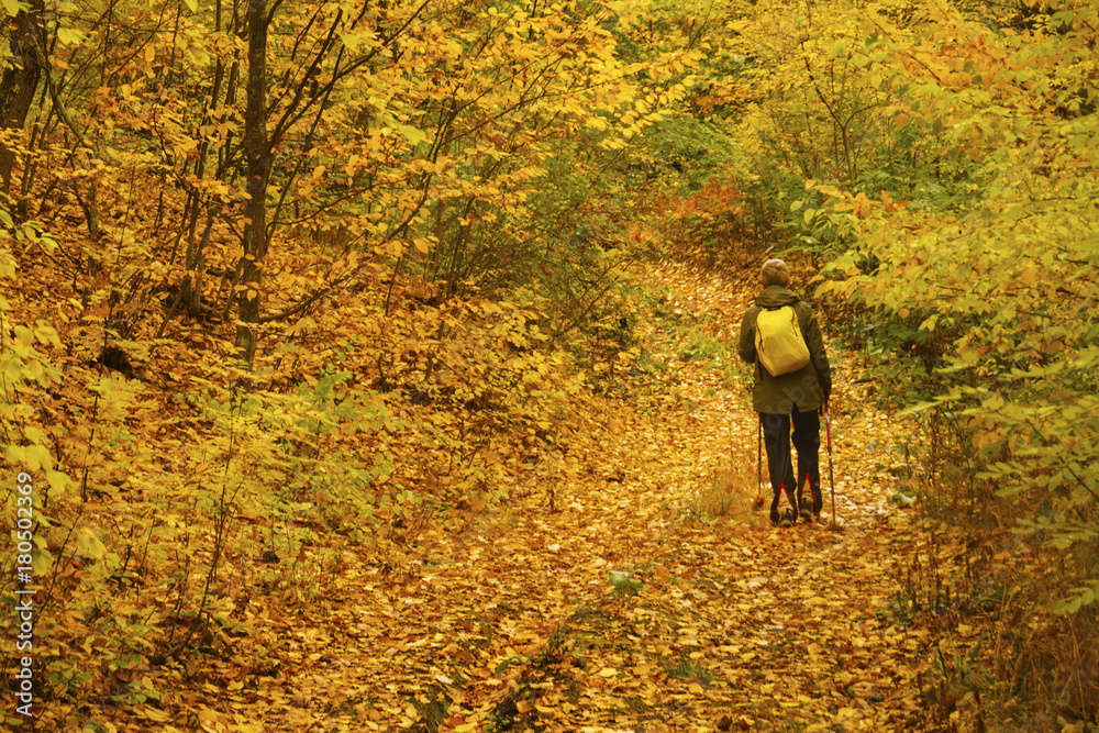 Nordic walking in autumn forest
