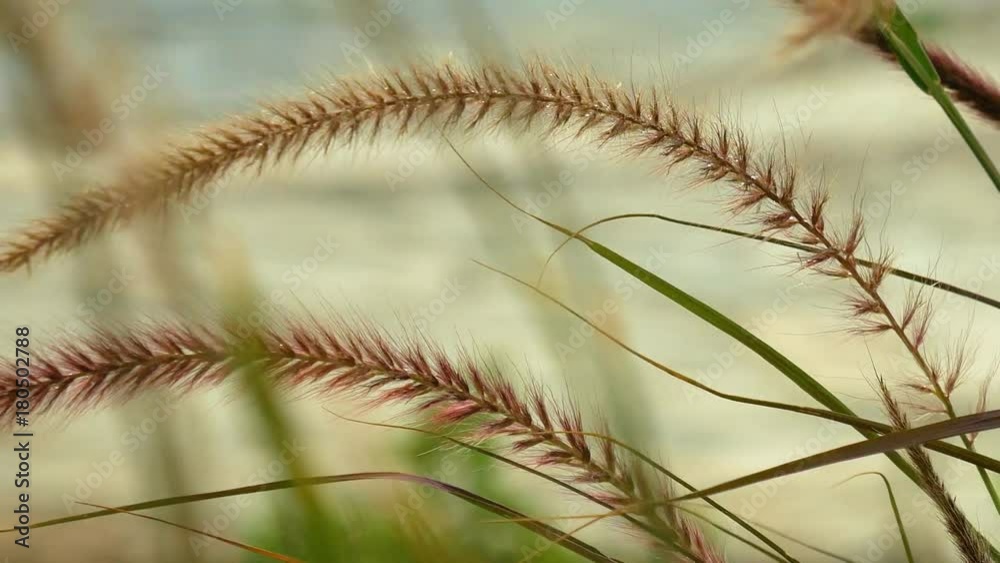 Grass ear spikes at the sunset. Spikelets are flying in the wind against the sun at sunset. Grass ear spikes at the sunset. Spikelets are flying in the wind against the sun at sunset.