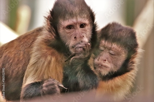 Affen. Gefühle. Lustig. Gesichter. Kapuzineräffchen. © CiudadColon