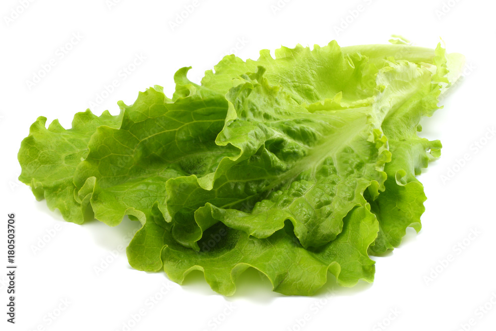 salad leaf isolated on a white background salad leaf isolated on a white background