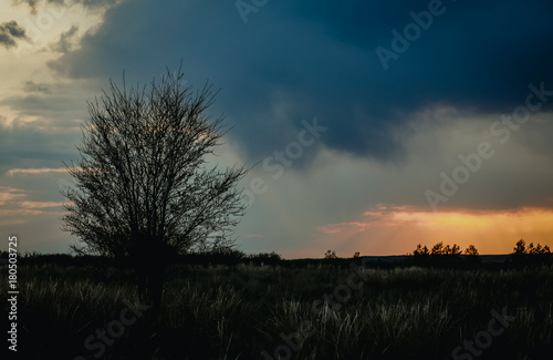 Fototapeta Naklejka Na Ścianę i Meble -  Evening green landscape