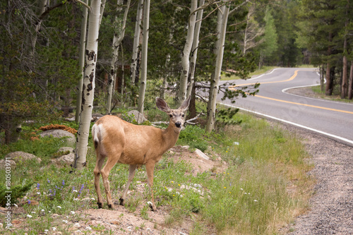 Deer on side of road