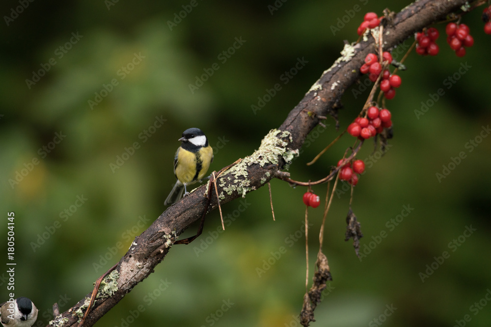 mésange charbonniere mesange charbonniere mésange charbonniere mesange charbonniere