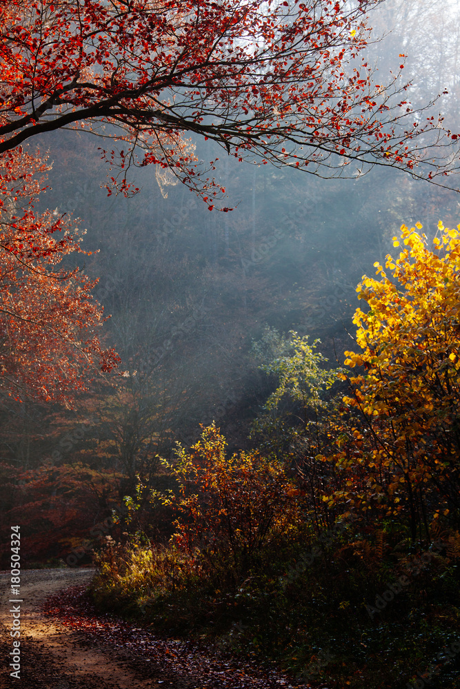 nature autumn sunshine leaves yellow nature autumn sunshine leaves yellow