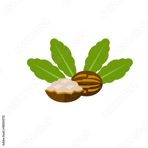 Photography Cracked shea nuts vector icon