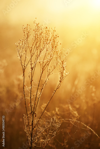 Autumn abstract background with orange dry plant at sunrise with web, vintage retro image