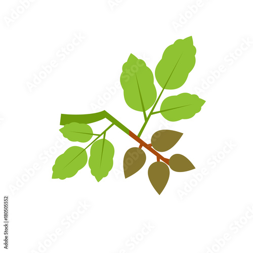 Pistachio branch vector icon