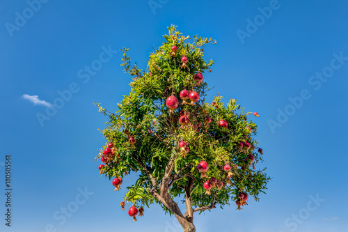 Pomegranates tree against blue sky