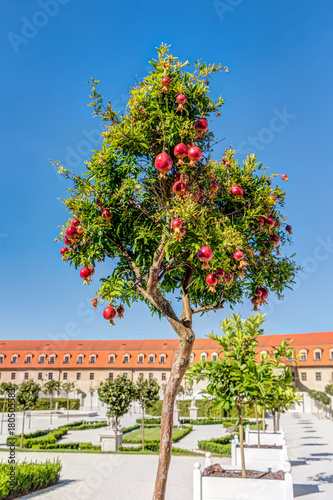 Pomegranates tree against blue sky in the courtyard of the Bratislava castle