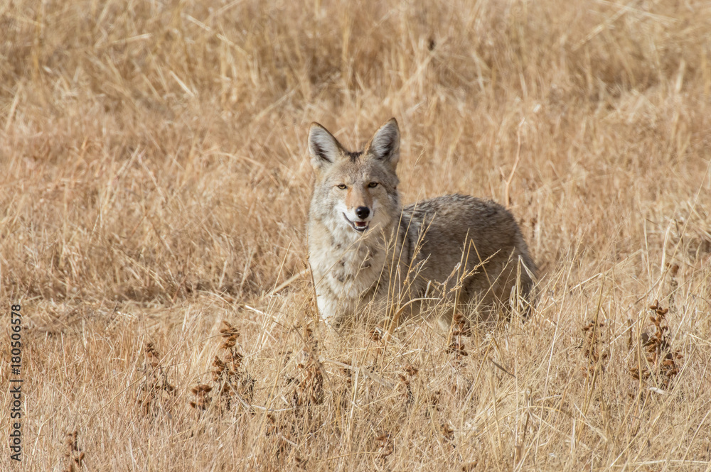 Coyote at Bosque del Apache National Wildlife in central New Mexico Coyote at Bosque del Apache National Wildlife in central New Mexico
