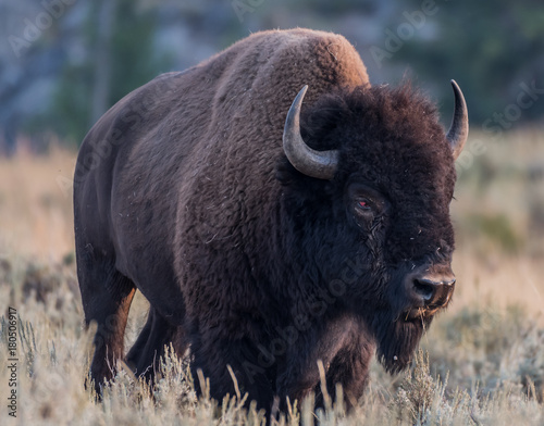 American Bison with Injured Eye