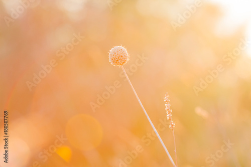 Fototapeta Naklejka Na Ścianę i Meble -  Grass in the sunset. The rays and the glare of the sun against the background of the flower.