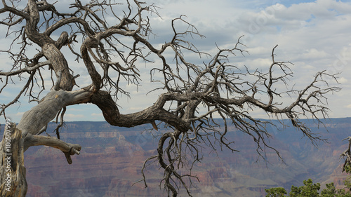 Mirador Mather Point  Gran Ca    n  Arizona  USA