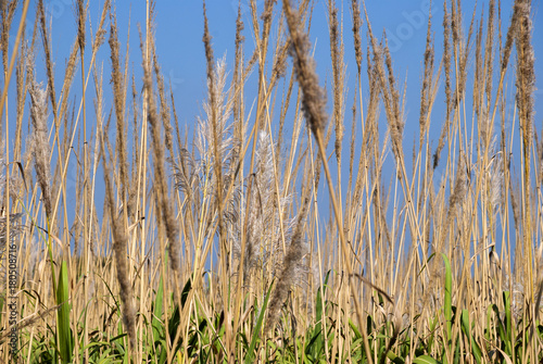 Sugar cane seed in field. Guatemala. Saccharum officinarum.