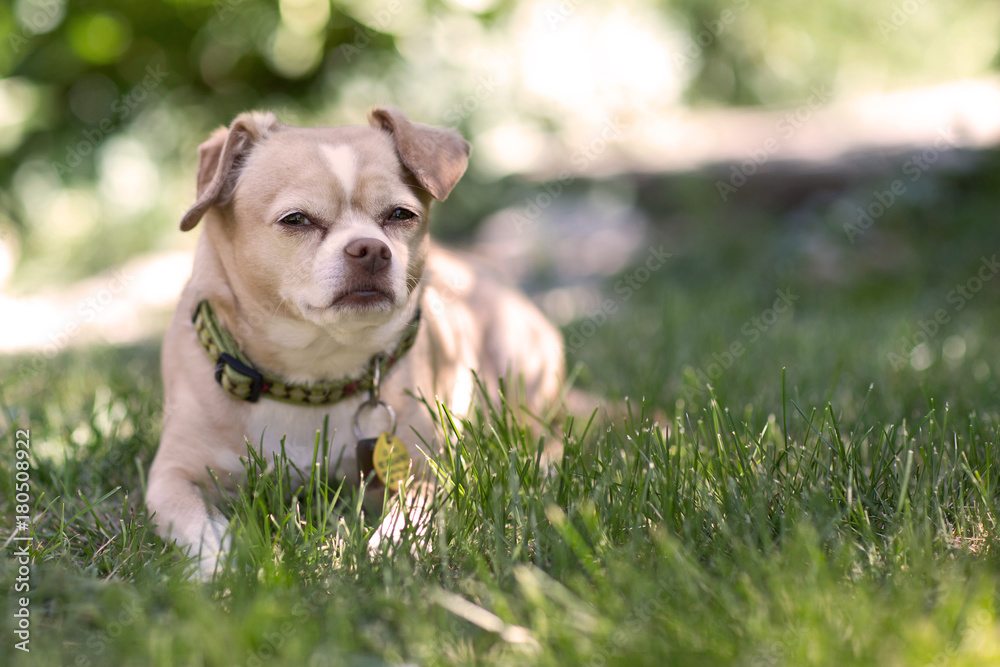 Fototapeta premium paco2