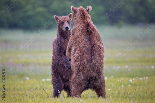 Brown bears standing up and looking at each other in Alaska