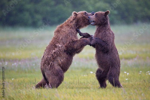 Brown bears dancing with each other in Alaska