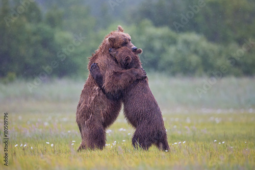 Brown bears giving each other a hug in Alaska photo