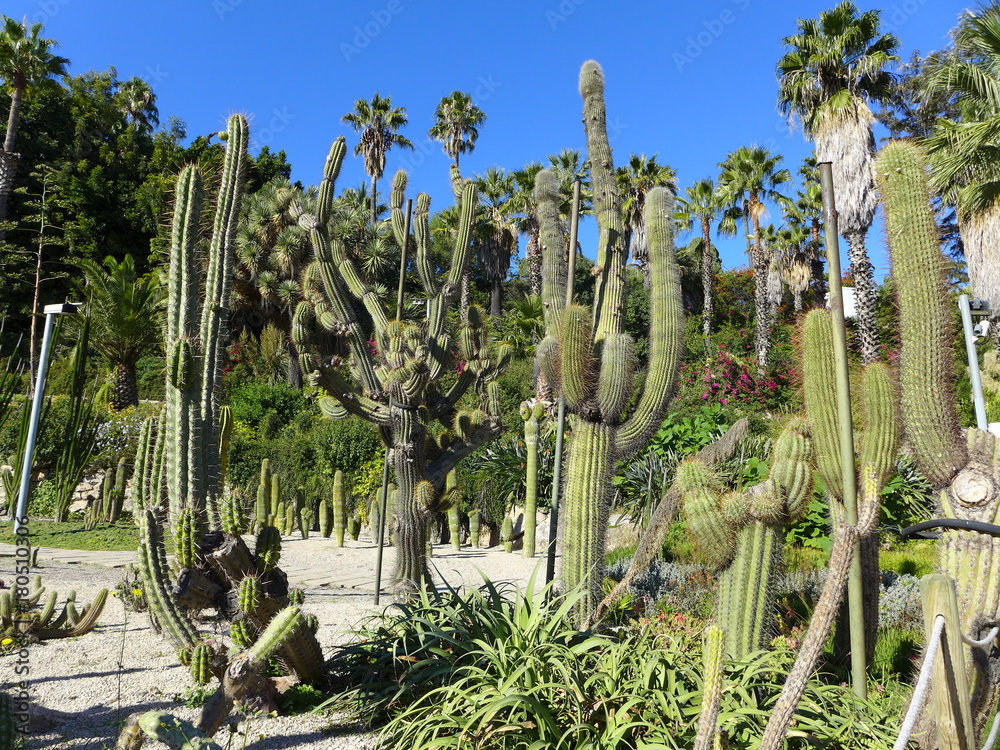Cacti in the Mossèn Costa i LLobera Gardens, Barcelona