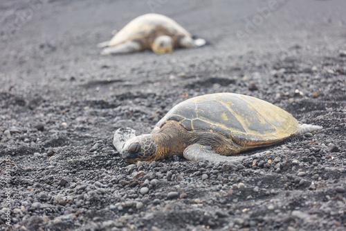Sleeping turtles on Punaluu black sand beach, Big Island, Hawaii