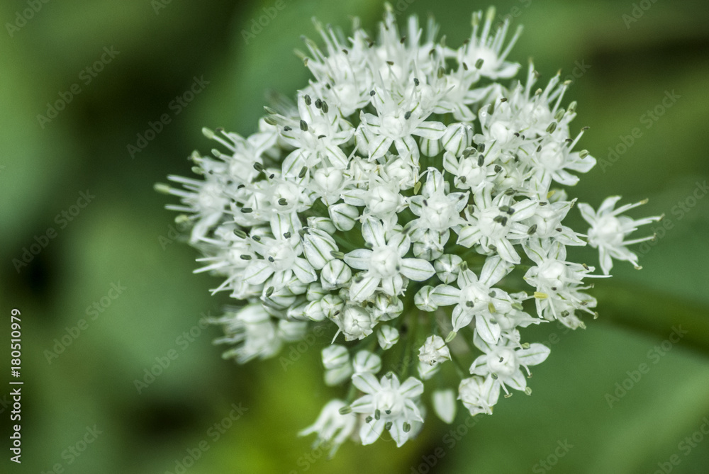 Onion White flower. Allium cepa