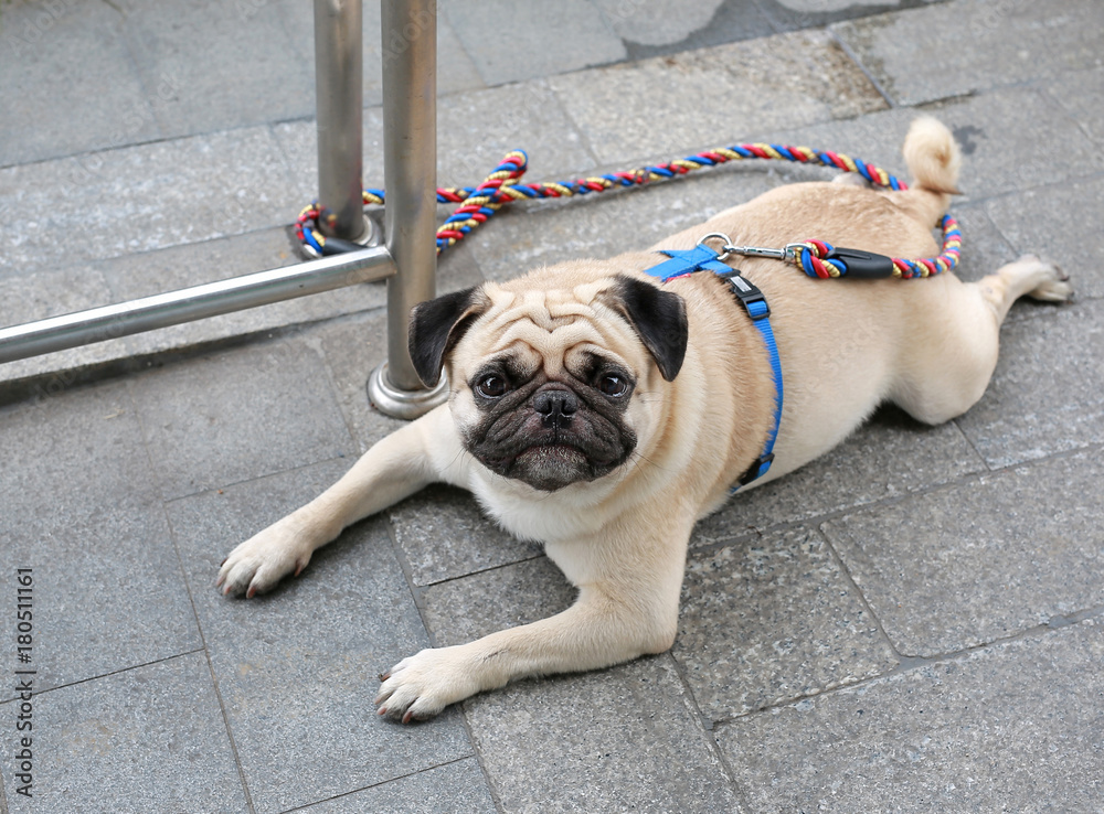 Pug dog siting with chain. Pug dog on the street.