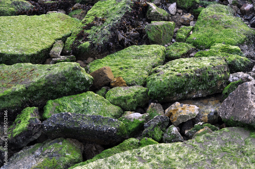 Green Moss Rocks