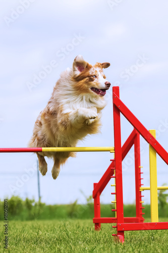 Australian Shepherd jumps over a hurdle photo