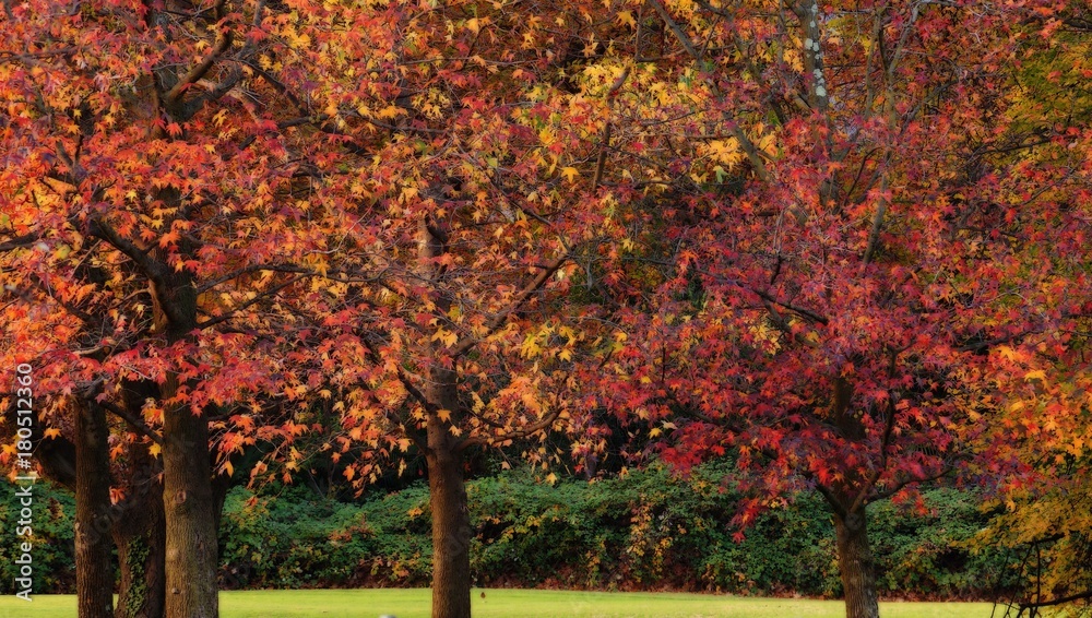 Fototapeta premium Alberi nel parco in diversi colori autunnali, caldi e forti