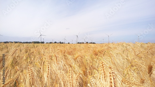 wheat and windmills
