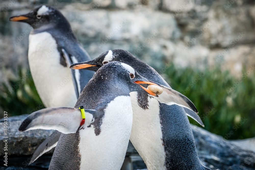 Fototapeta premium Penguins collecting little pebbles
