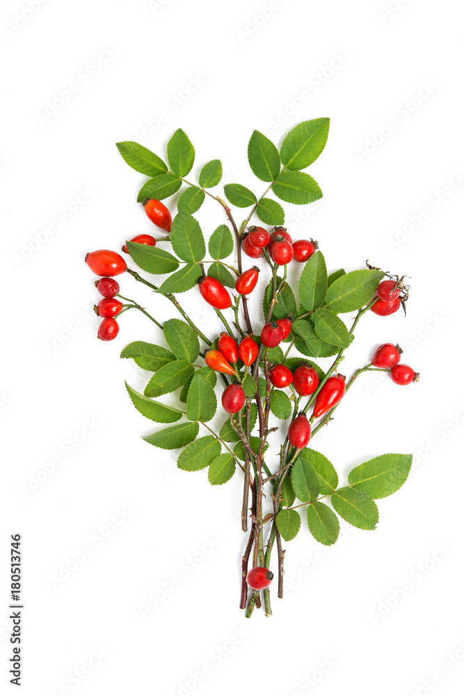 Naklejka Medicinal plants and herbs composition Pile of Dog rose bunch branch Rosa canina on white