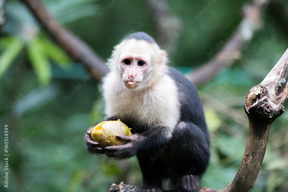 Naklejka premium Capicinus monkey w parku narodowym Kostaryka