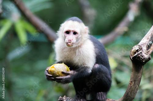 Capicinus monkey in national park Costa Rica photo