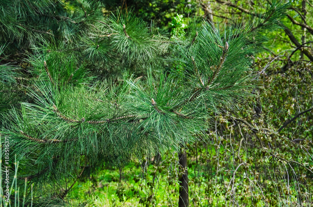 Obraz premium Ponderosa pine branches in the spring (Pinus ponderosa). Close-up