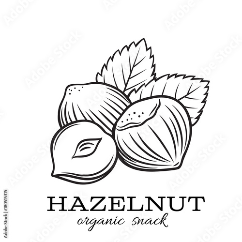 hand drawn hazelnut photo