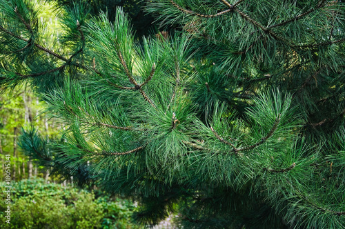 Ponderosa pine branches in the spring  Pinus ponderosa . Close-up