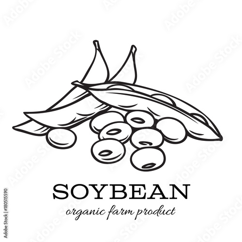 hand drawn soybean