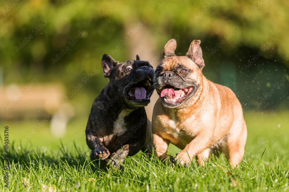 two french bulldogs running on the meadow