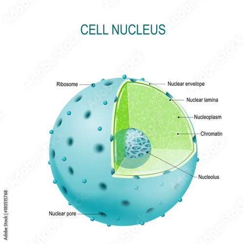 Cell nucleus photo