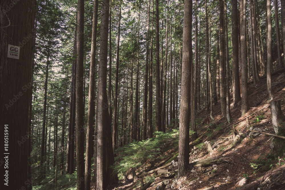 Obraz premium Forest