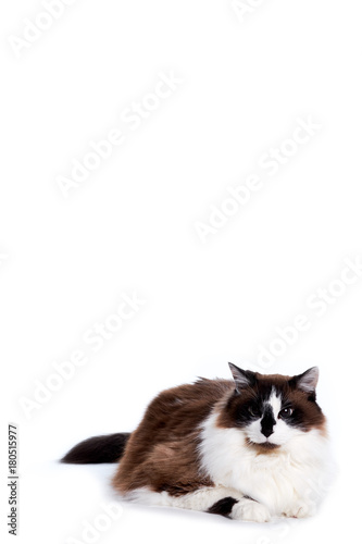Tableau sur toile Ragamuffin Cat Laying and Looking to Off Camera